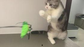 苏夏夹猫福利在线,揭秘线上互动新潮流