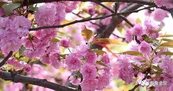 樱花a福利在线,揭秘在线娱乐新体验